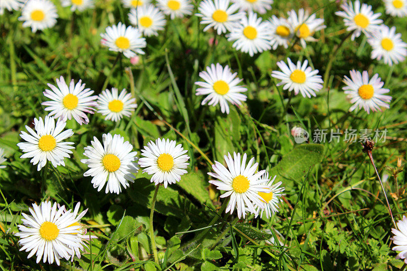 雏菊(bellis perennis)孤立在绿色草坪上的特写